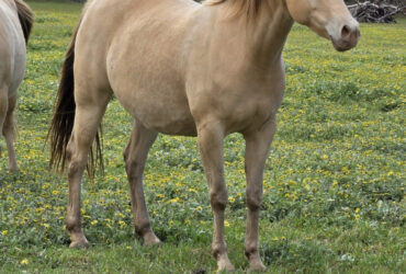 75% Arabian Champagne mare