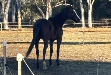Otttb gelding
