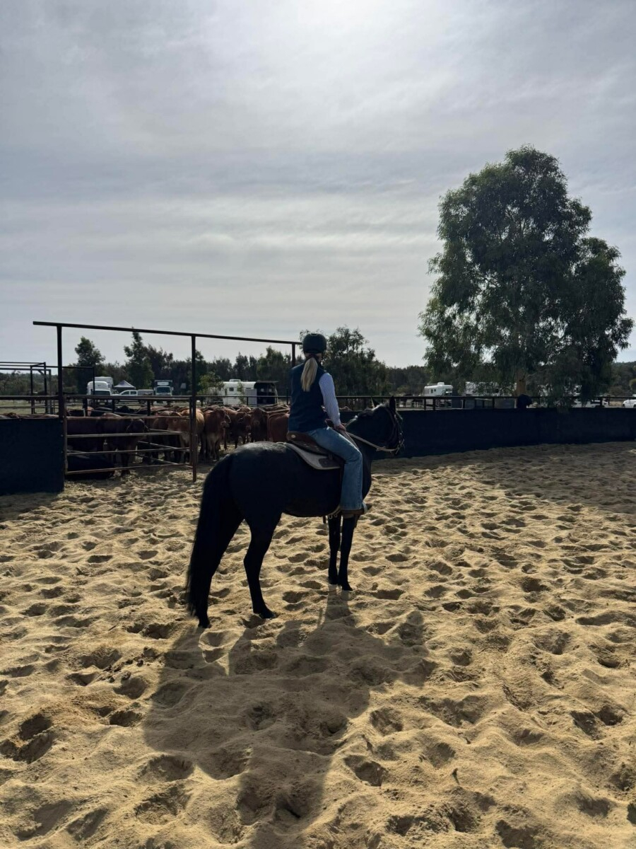Registered Stockhorse Gelding, show quality