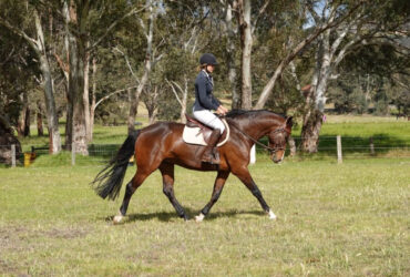 2019 Warmblood gelding by Yalambi Incognito VDL out of Mystique Overtime