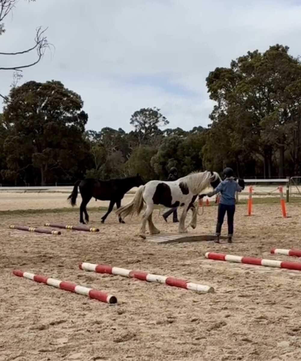 Quality Registered Gypsy Cob Filly – lovely temperament