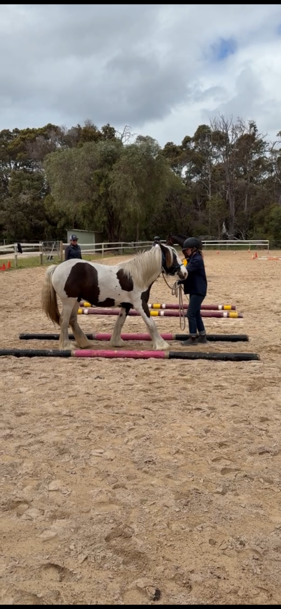 Quality Registered Gypsy Cob Filly – lovely temperament