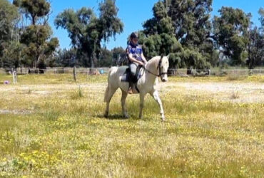 All-rounder Quarter horse
