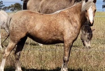 Stunning Broodmare