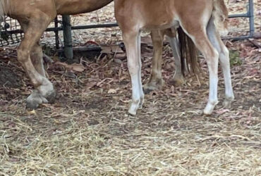 Stunning Broodmare