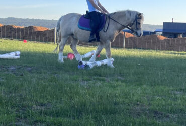 Fun, loving Welsh Pony