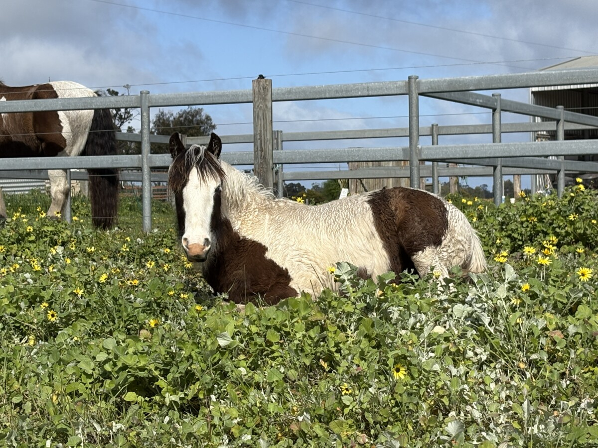 Quality Registered Gypsy Cob Filly – lovely temperament