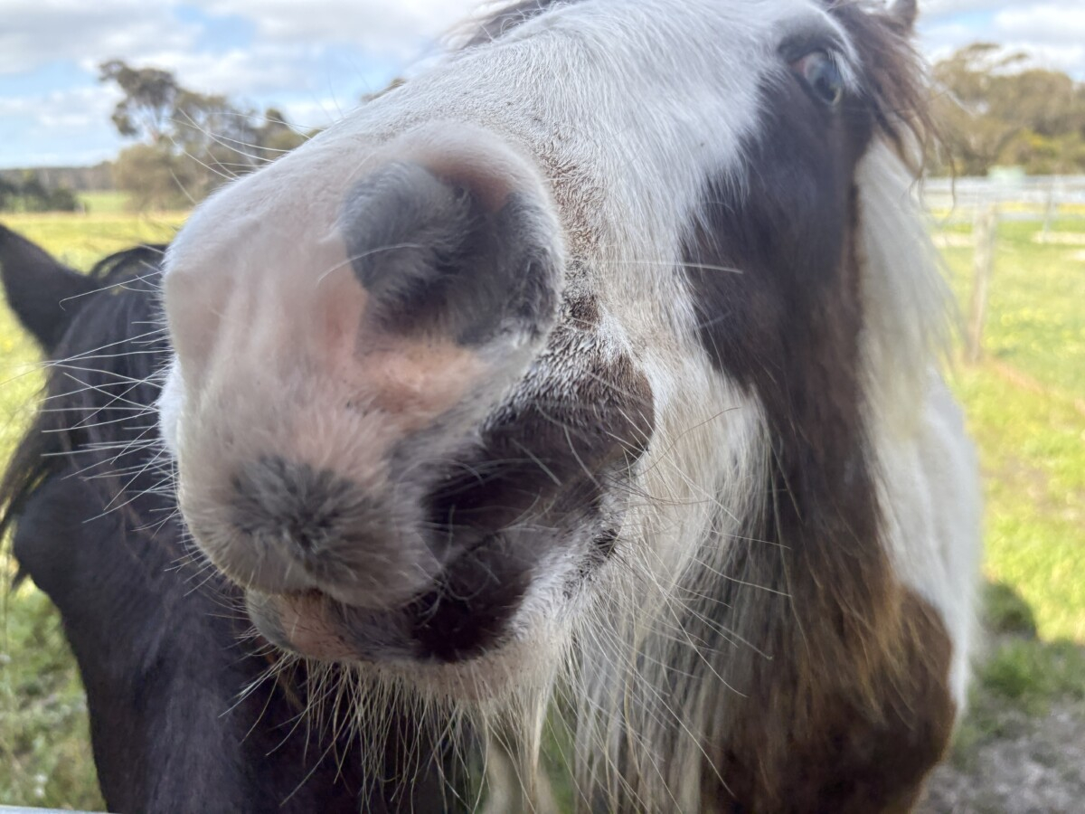Quality Registered Gypsy Cob Filly – lovely temperament