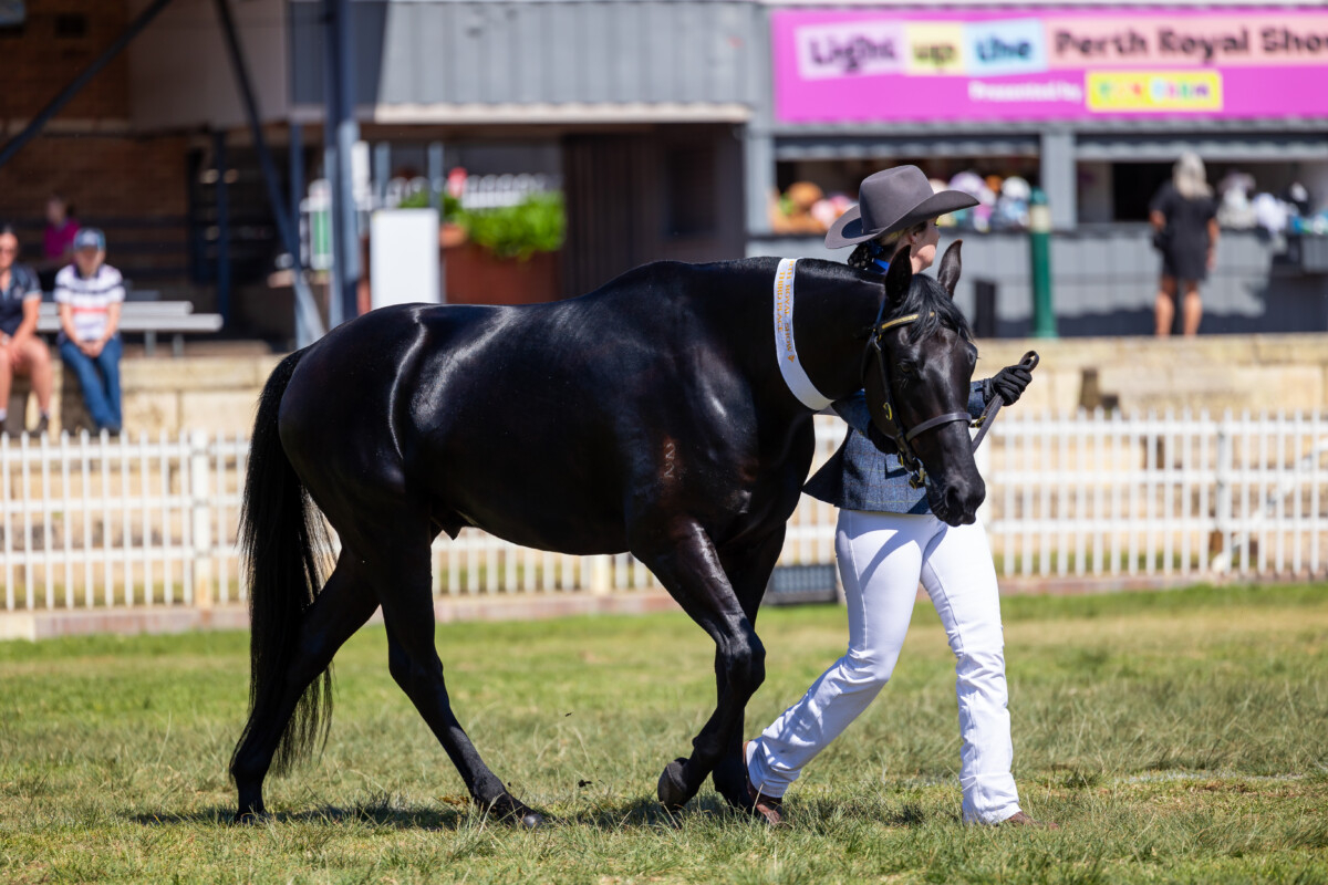 Registered Stockhorse Gelding, show quality
