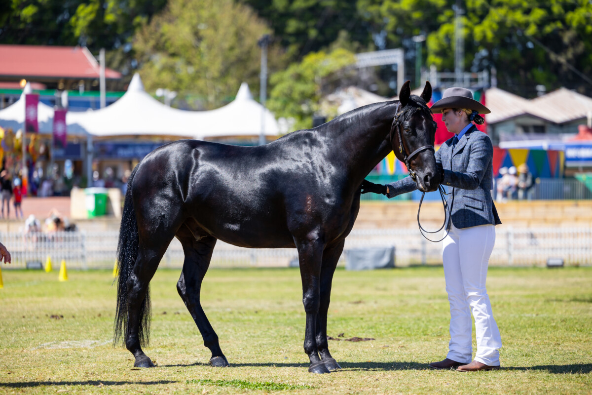 Registered Stockhorse Gelding, show quality