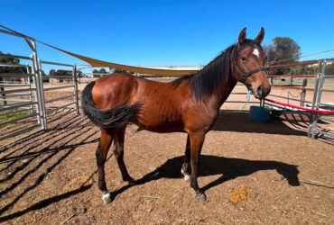 Waler Colt