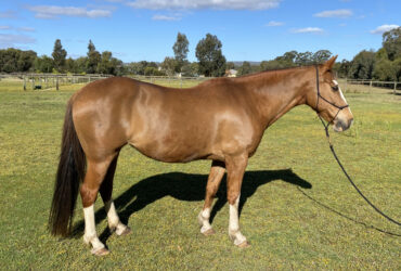Beautiful Paint Quarter Horse