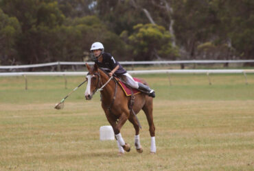 Competitive Australian Stock Horse | Junior Polocrosse Games Horse.