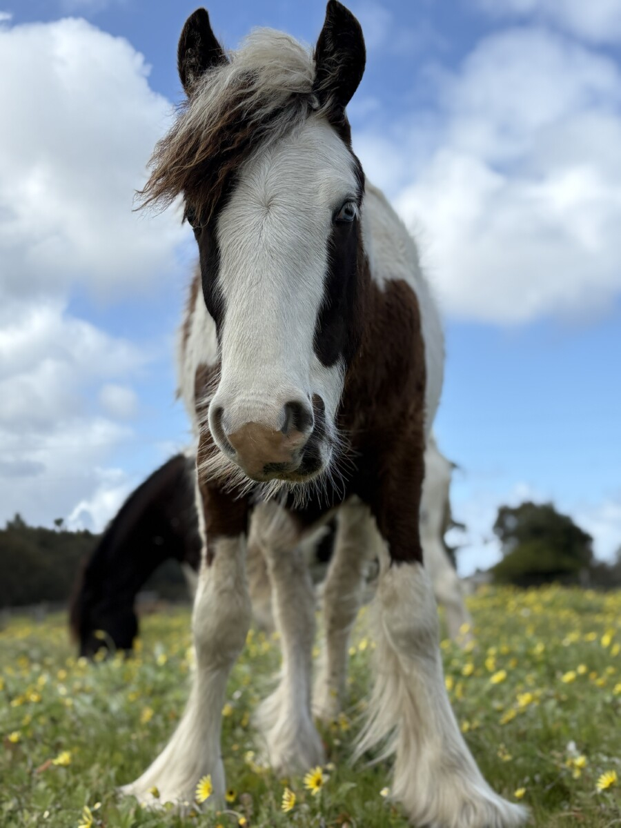 Quality Registered Gypsy Cob Filly – lovely temperament