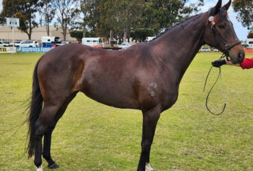 8yo Demerit TB mare