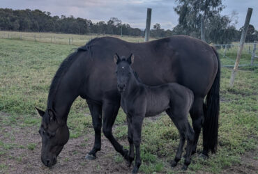 2026 Black Registered QH Filly