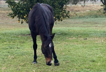 Standardbred 16hh
